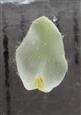  Petal with basal thickening for attachment